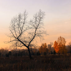 Алексей Янгулов